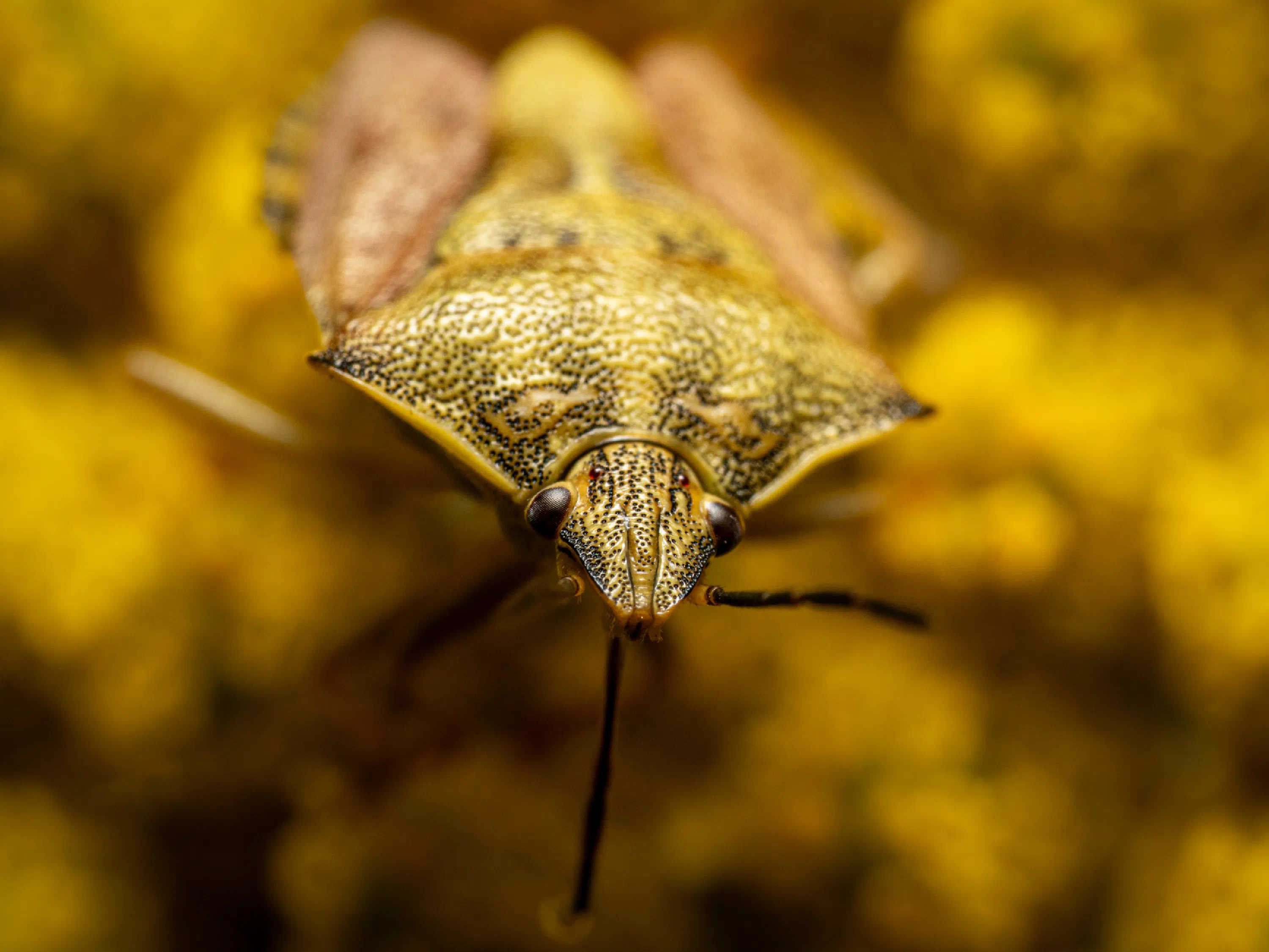 Carpocoris purpureipennis