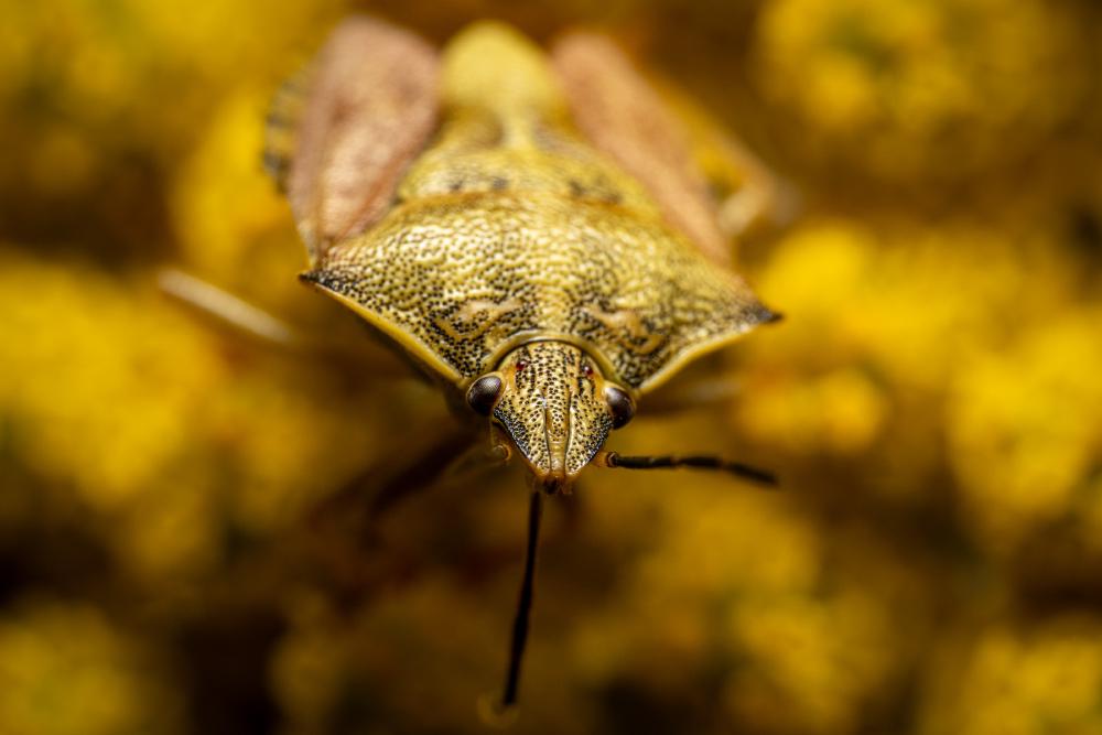 February 9, 2025 – Issue No. 541
– Issue No. 541: “Black-shouldered Shieldbug“ Black-shouldered Shieldbug