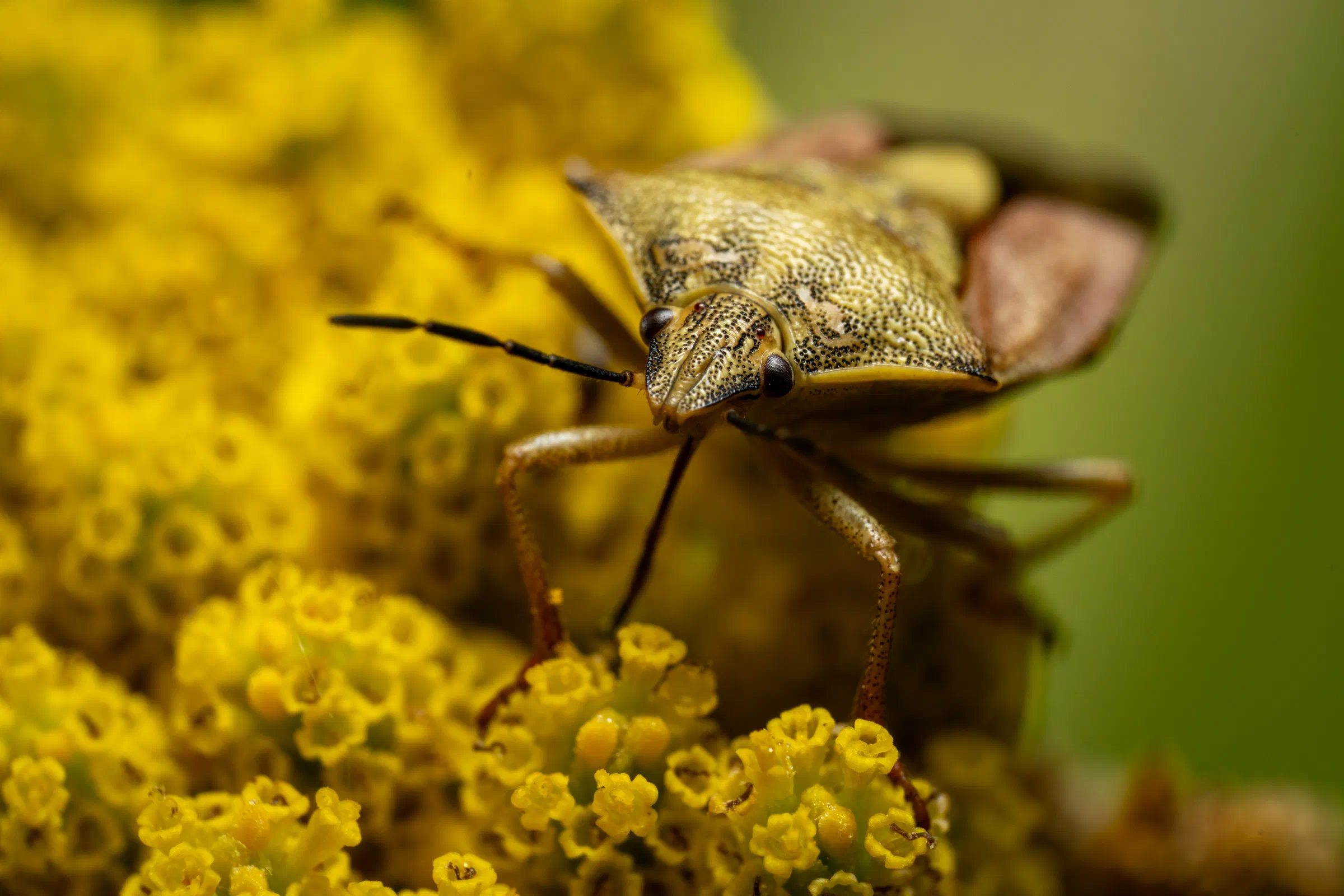 Carpocore pourpré