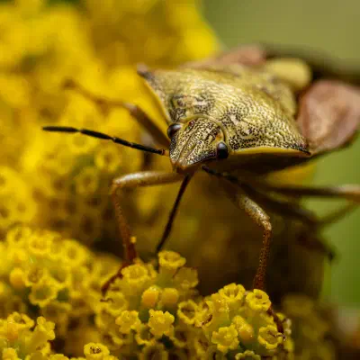 Black-shouldered Shieldbug