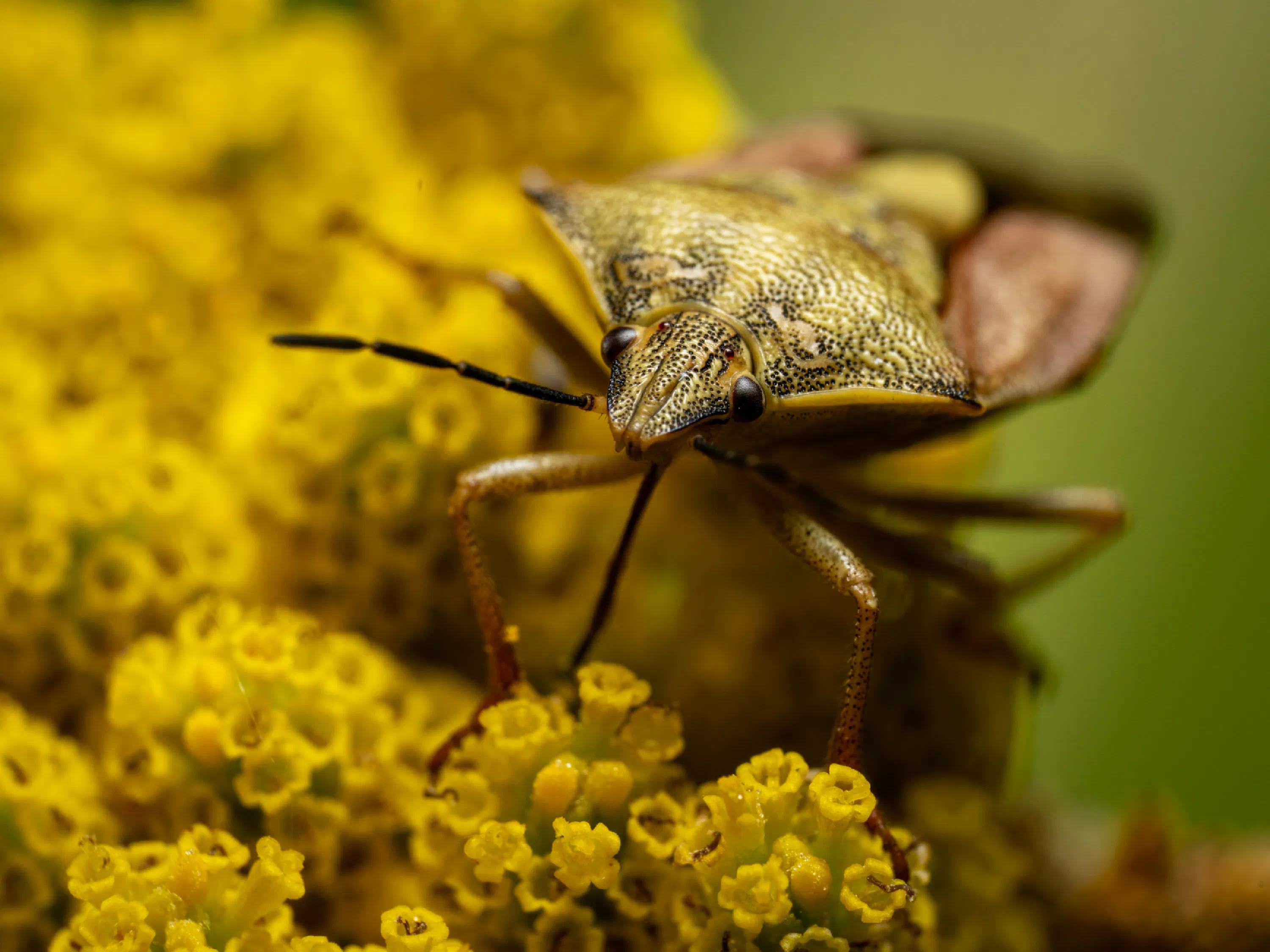 Carpocoris purpureipennis