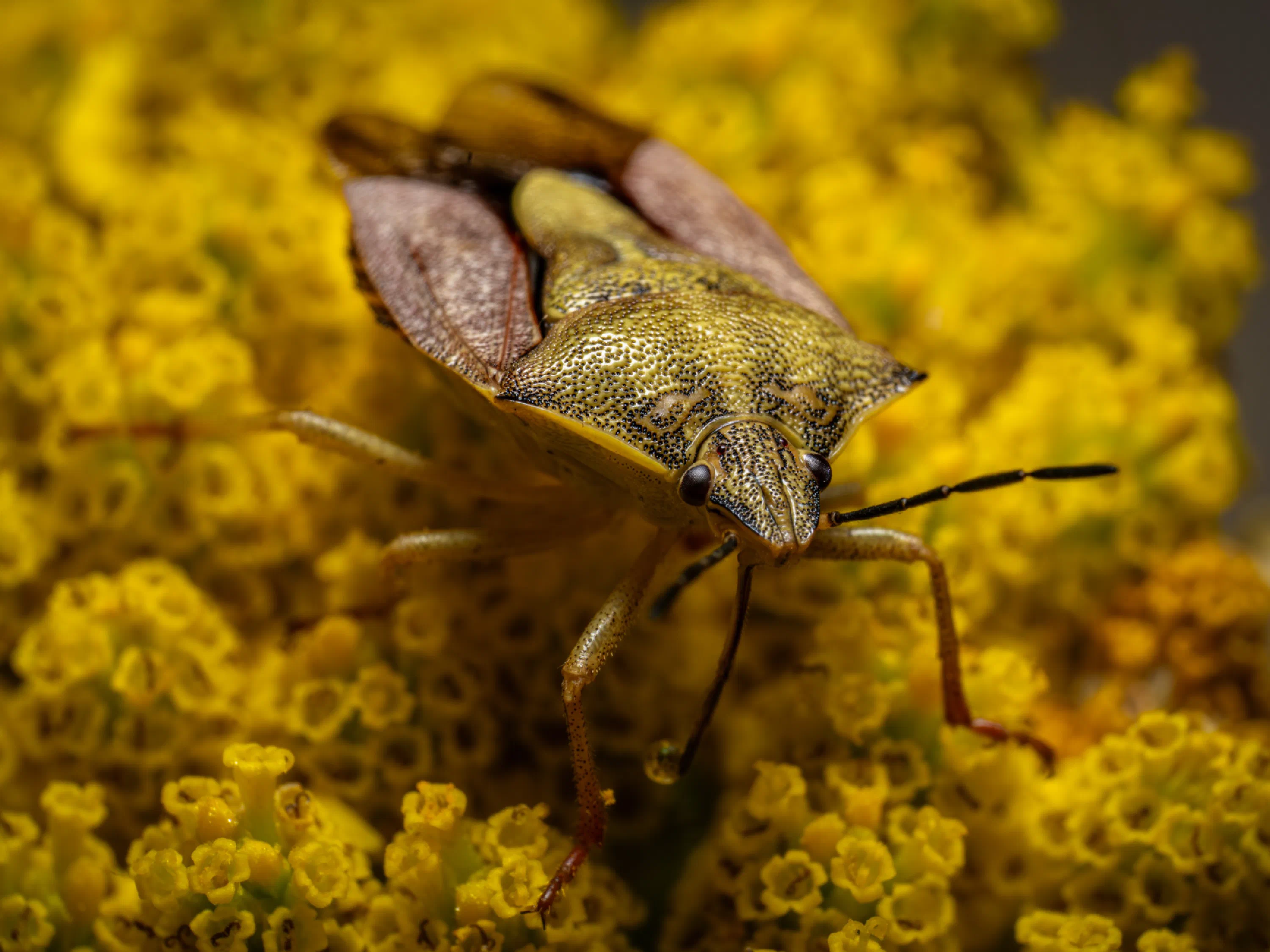 Carpocoris purpureipennis