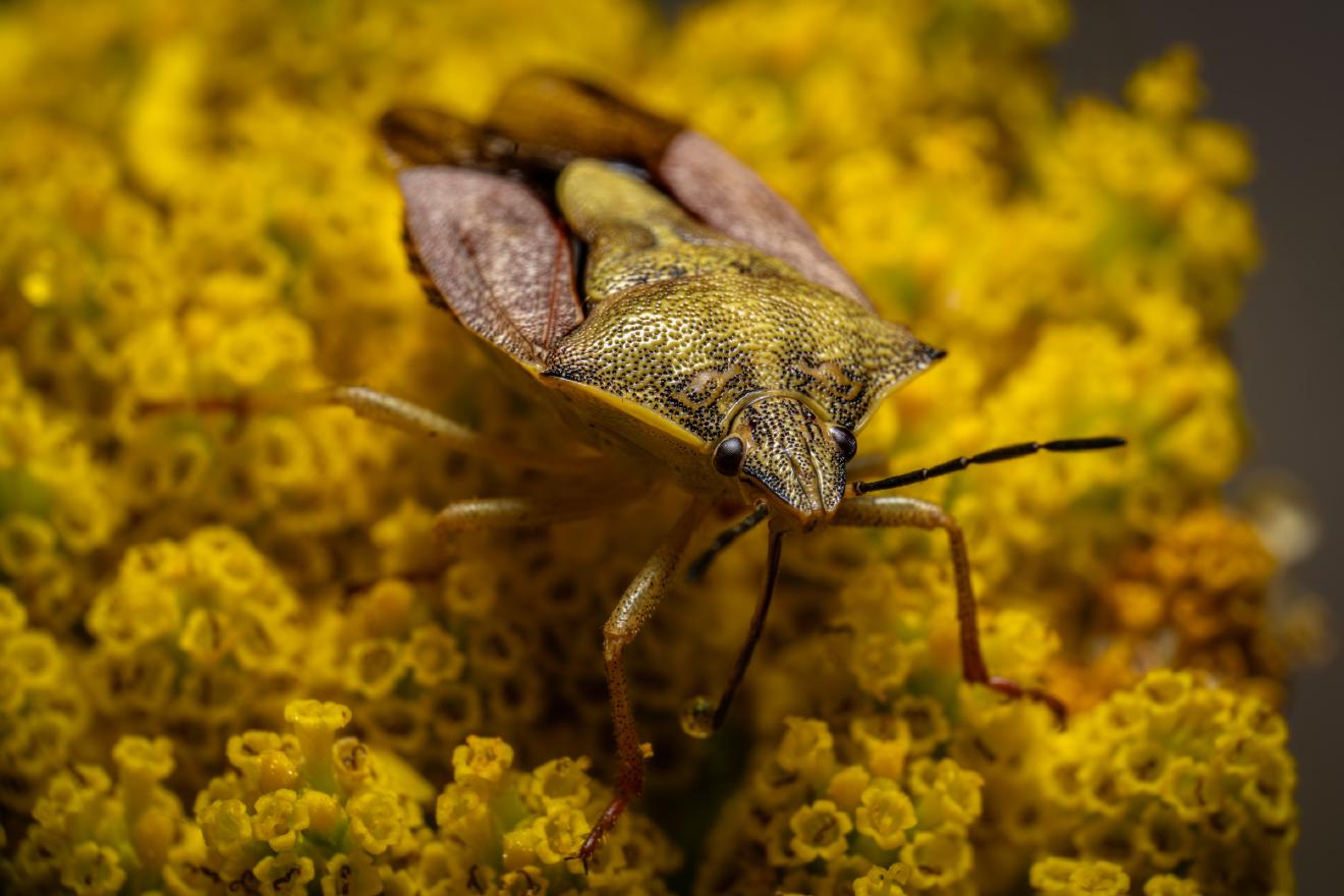 Black-shouldered Shieldbug – No. 5
