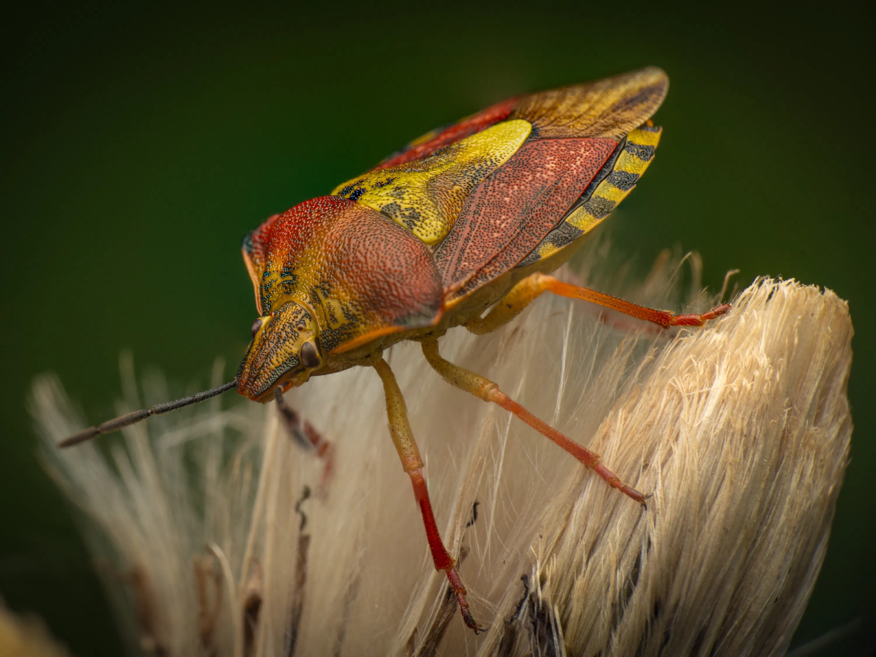 Carpocoris purpureipennis