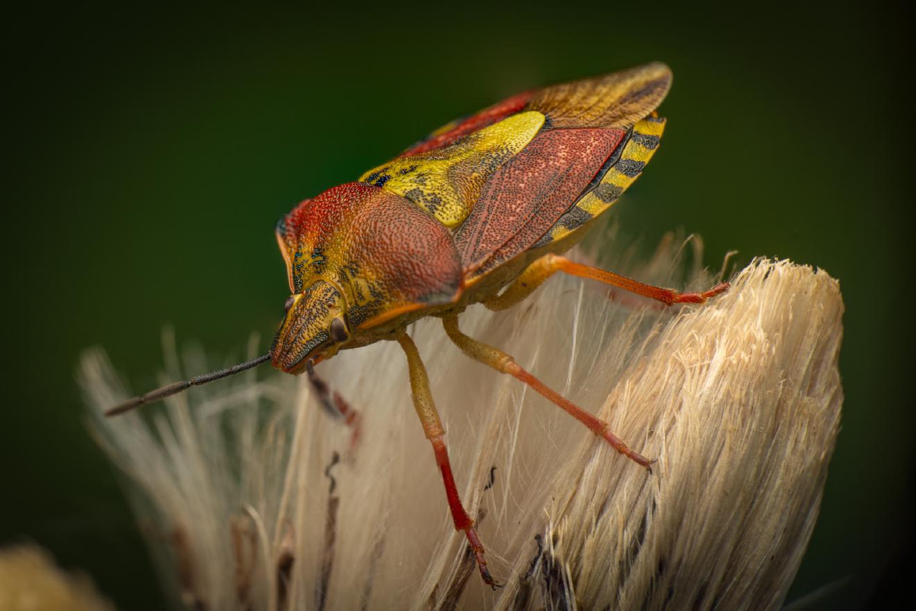 Black-shouldered Shieldbug – No. 6