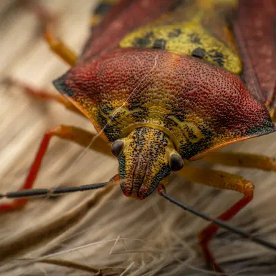 Carpocoris purpureipennis