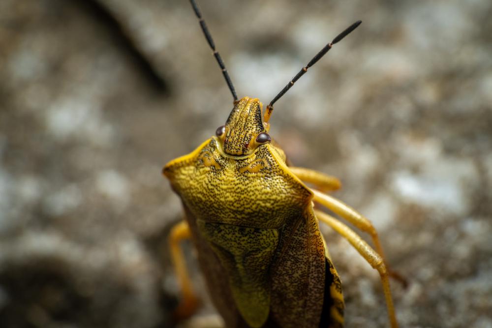 January 3, 2025 – Issue No. 504
– Issue No. 504: “Black-shouldered Shieldbug“ Black-shouldered Shieldbug