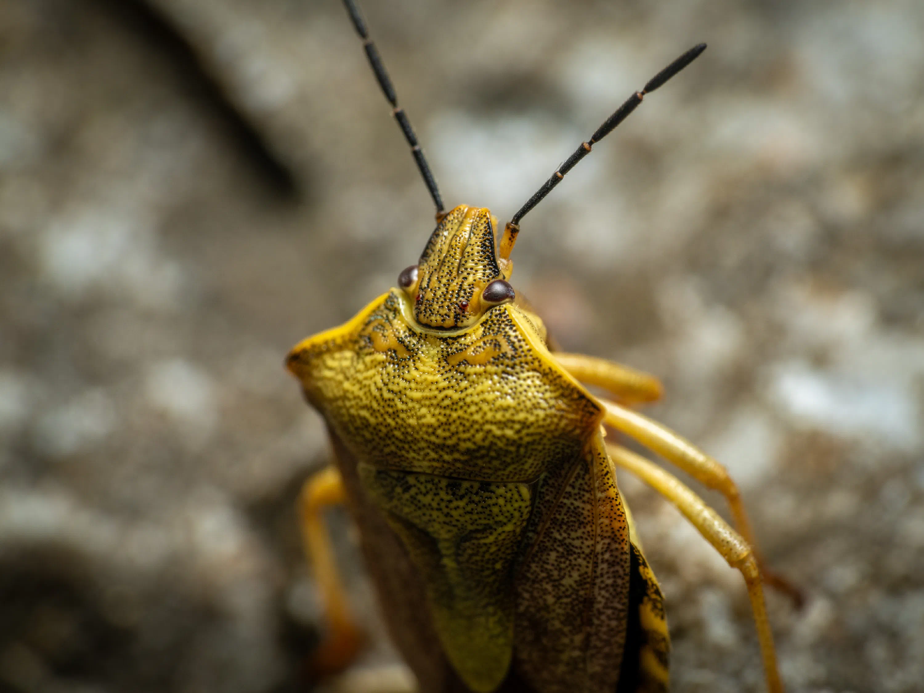 Carpocoris purpureipennis