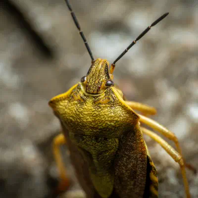 Black-shouldered Shieldbug