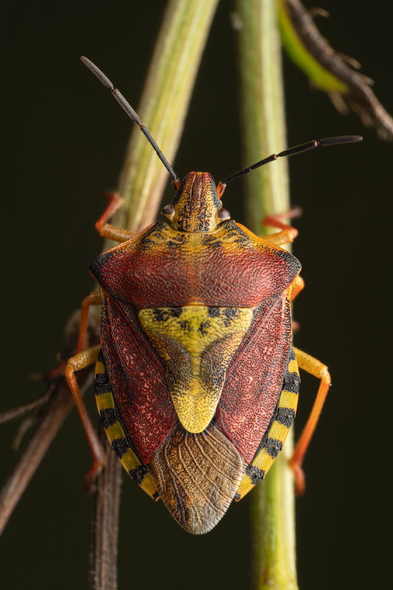 Black-shouldered Shieldbug – No. 8