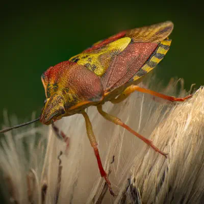 Black-shouldered Shieldbug