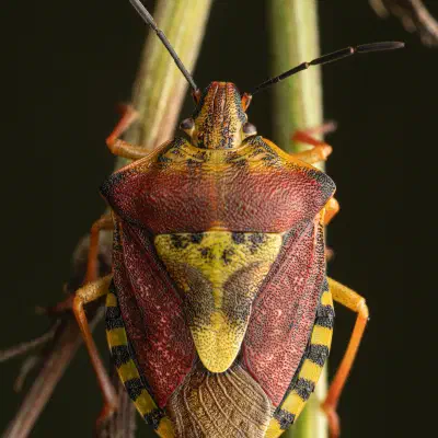 Black-shouldered Shieldbug