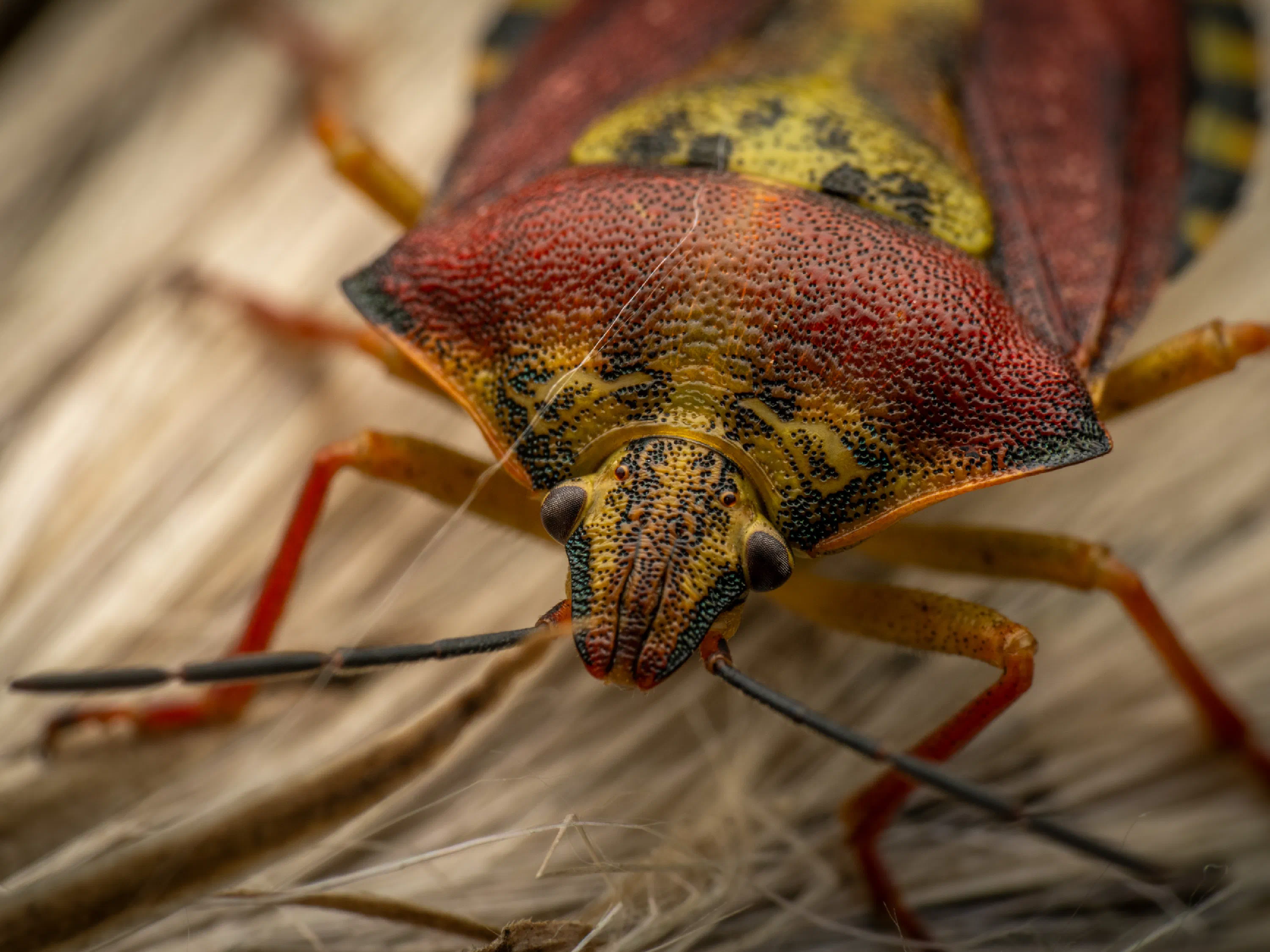 Carpocoris purpureipennis