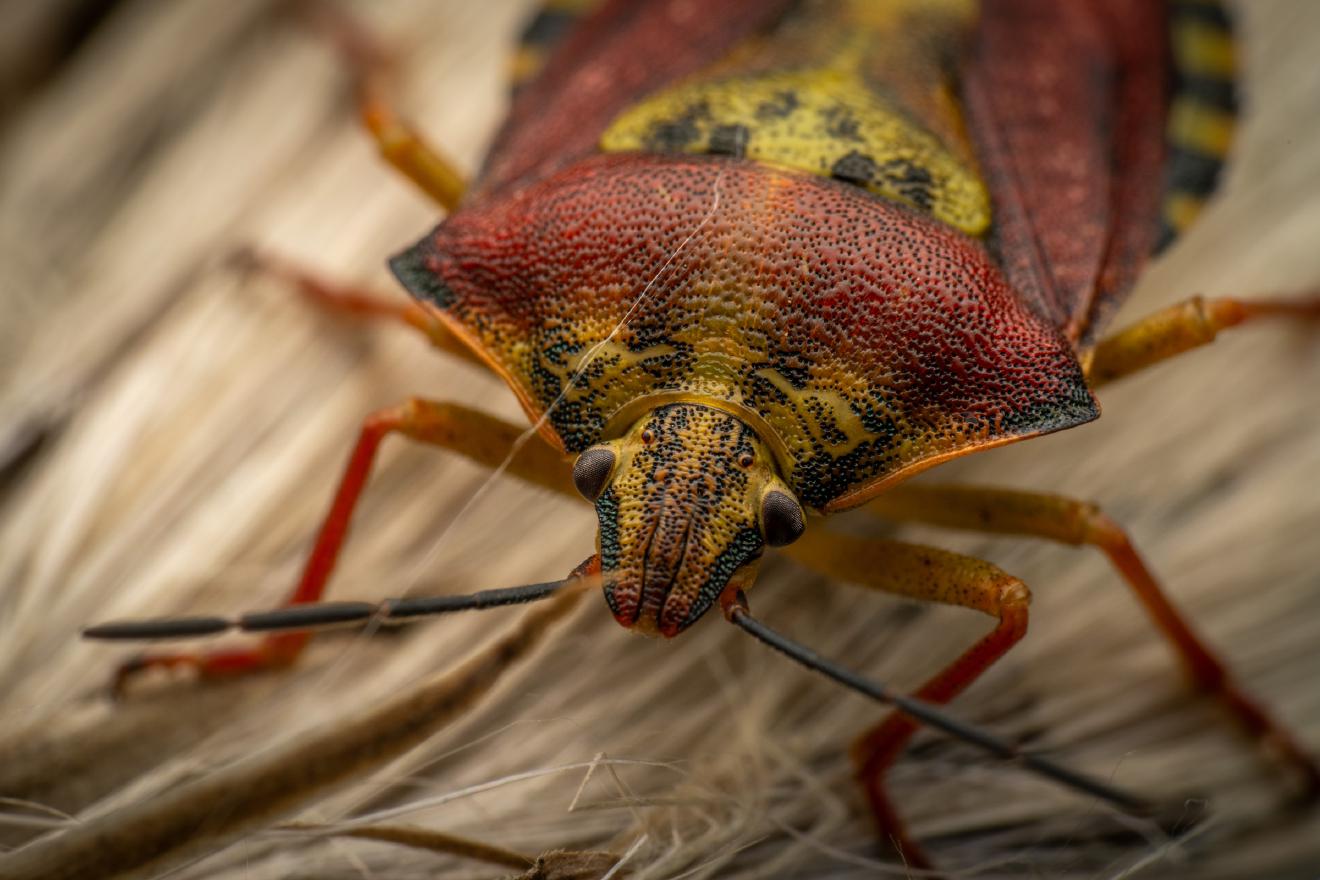 Black-shouldered Shieldbug – No. 9