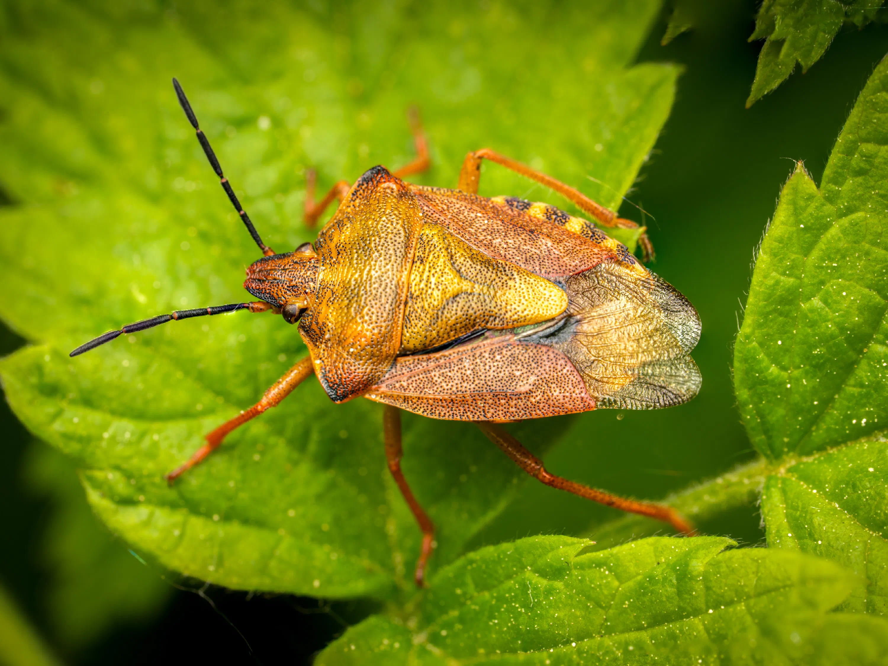 Carpocoris purpureipennis