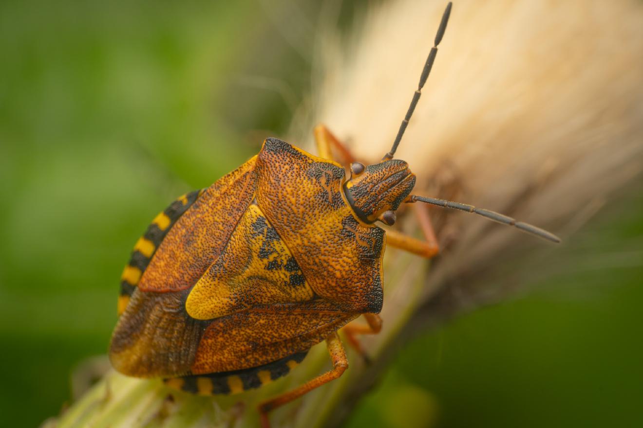 Black-shouldered Shieldbug – No. 10