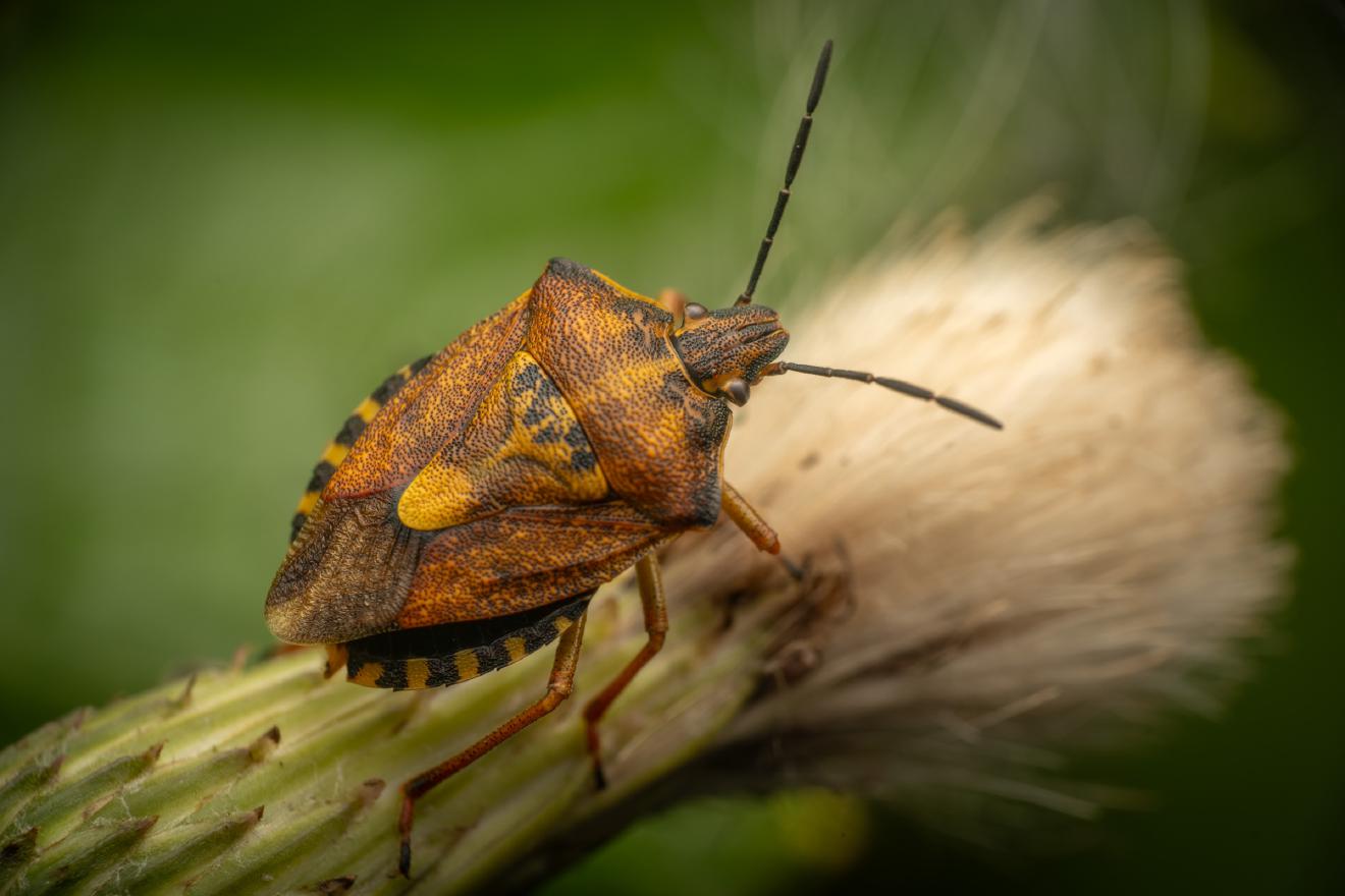 Black-shouldered Shieldbug – No. 11