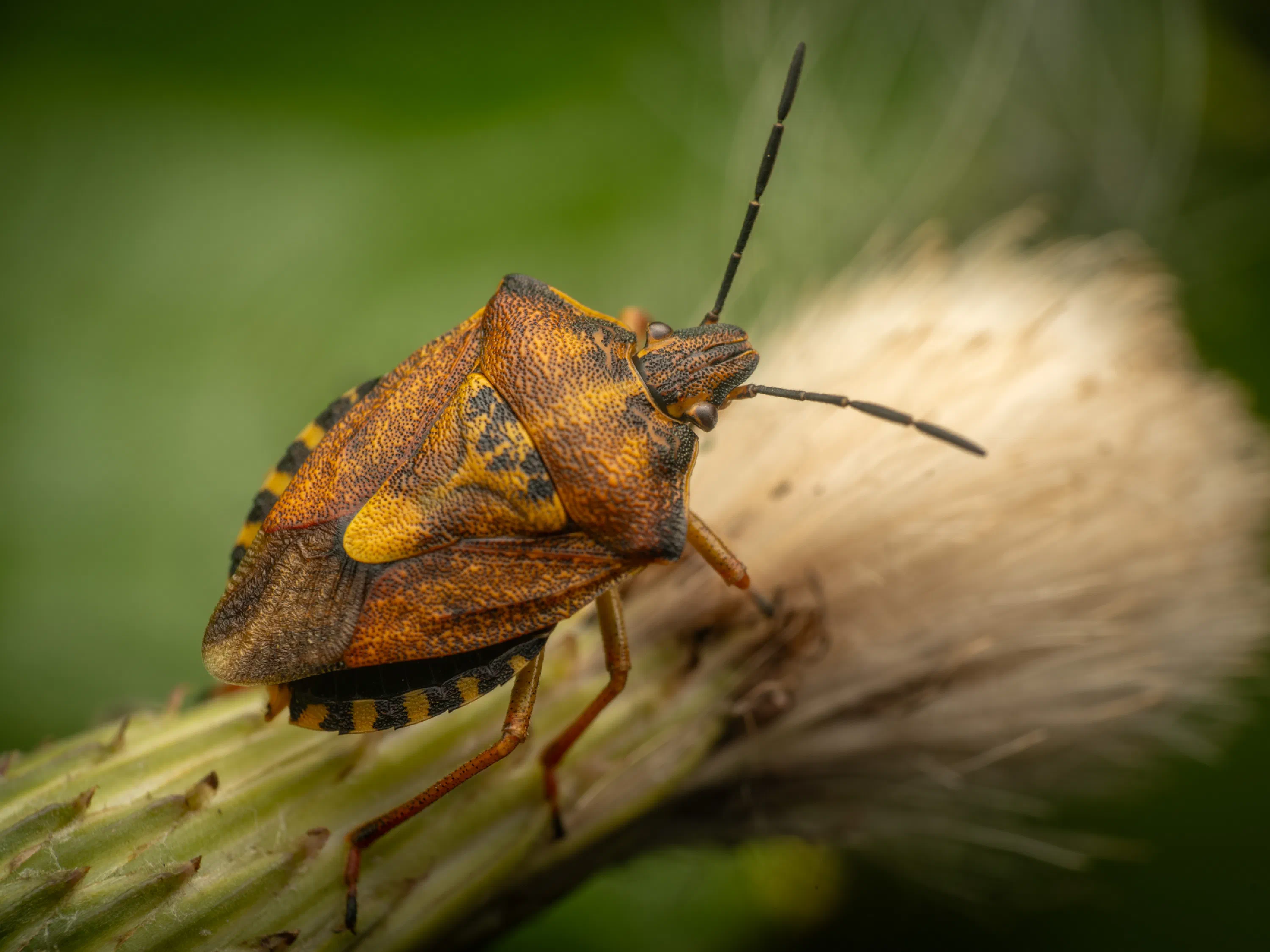 Carpocoris purpureipennis