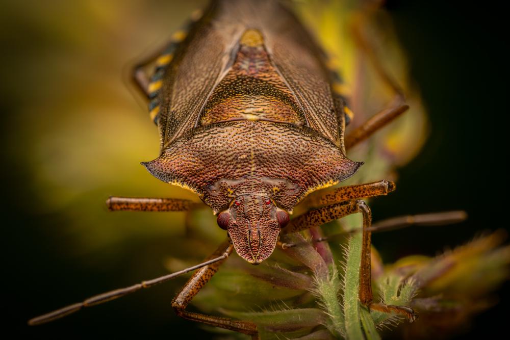 April 11, 2025 – Issue No. 602
– Issue No. 602: “Forest Bug“ Forest Bug