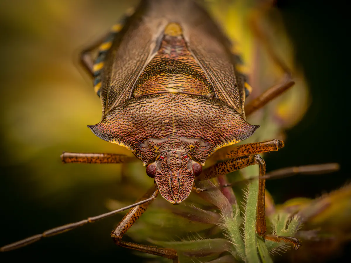 Punaise à pattes rousses
