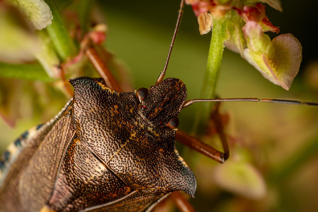 Forest Bug – No. 2