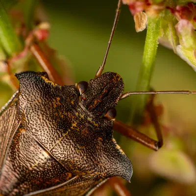 Forest Bug