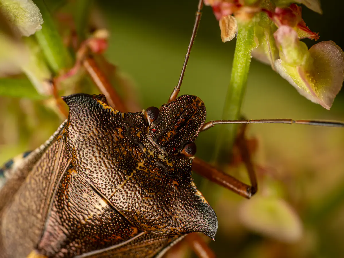 Punaise à pattes rousses