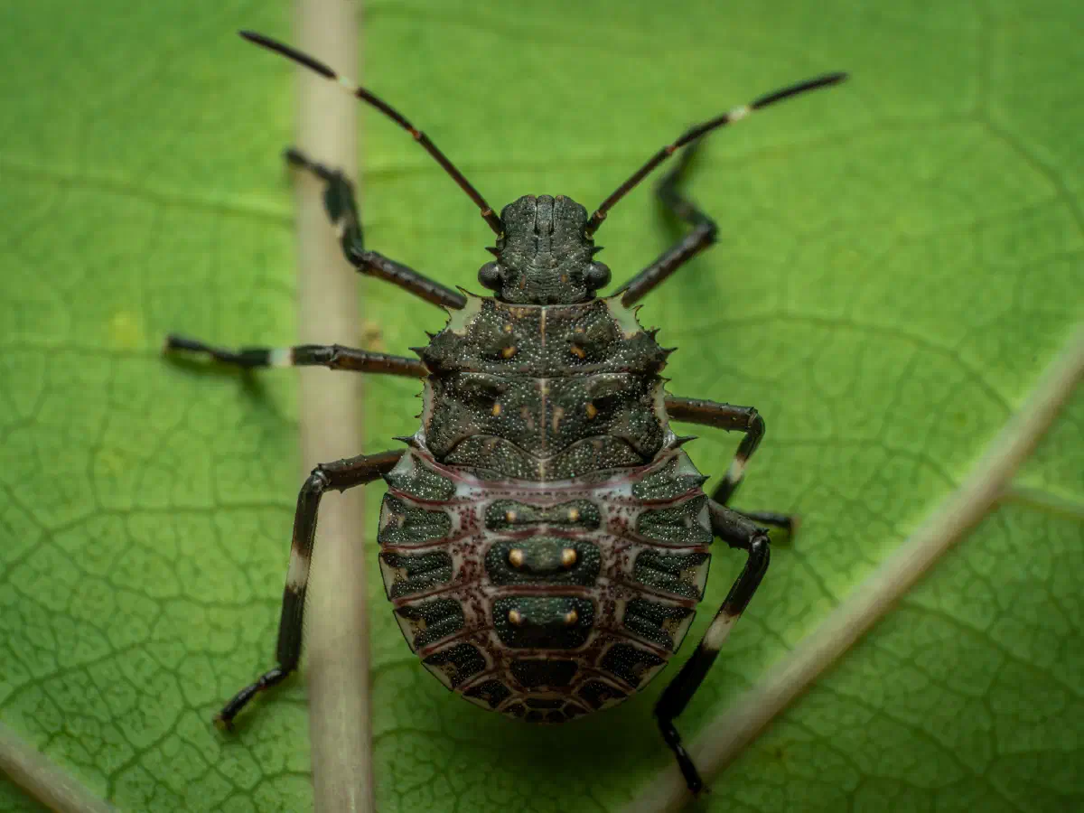 Punaise à pattes rousses