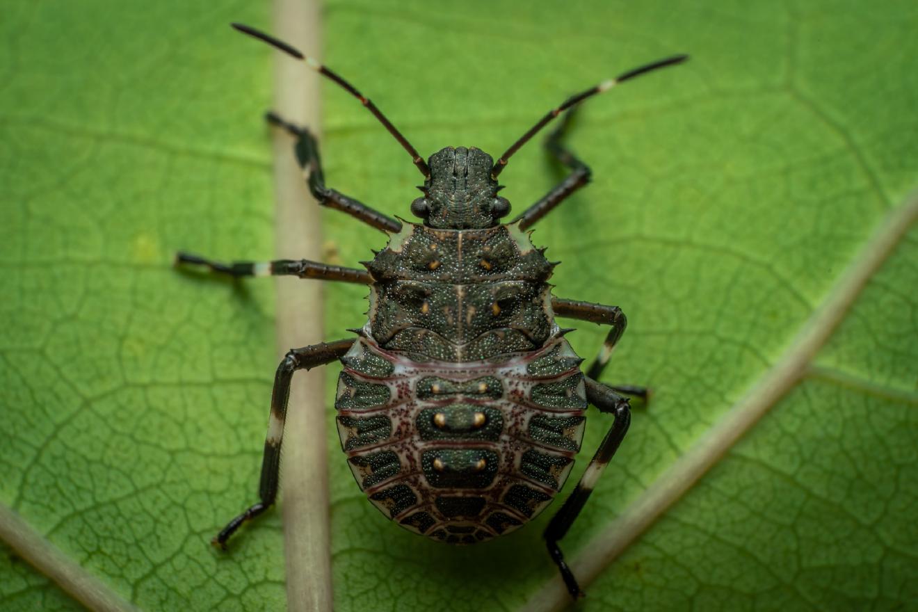Forest Bug – No. 3