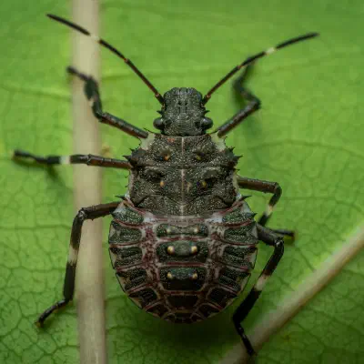 Forest Bug