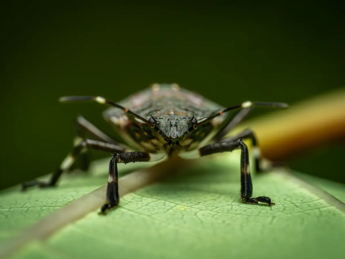 Punaise à pattes rousses