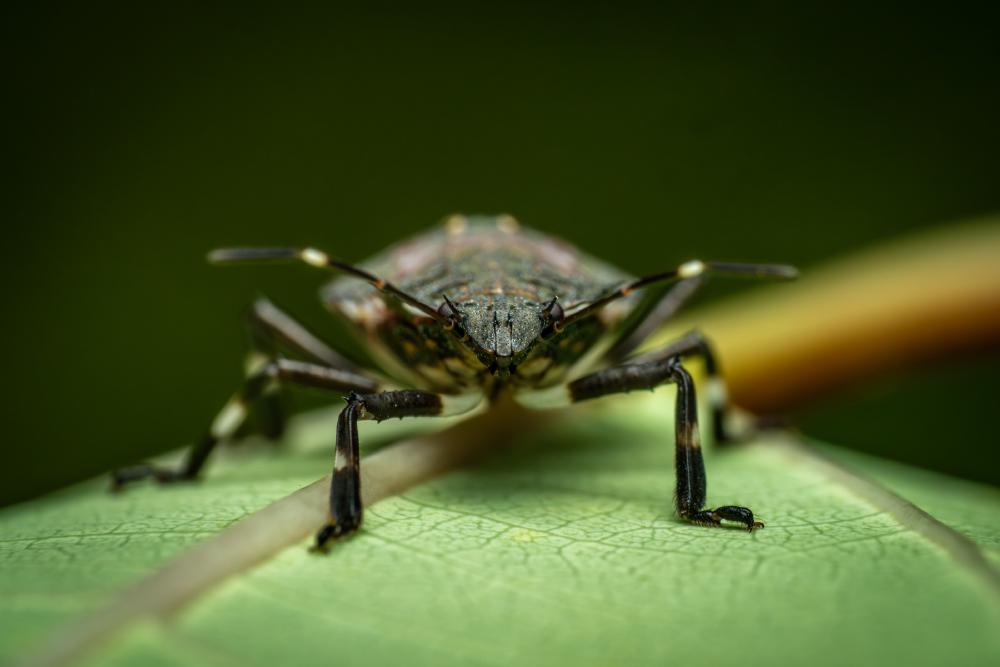 November 25, 2023 – Issue No. 99
– Issue No. 99: “Forest Bug“ Forest Bug