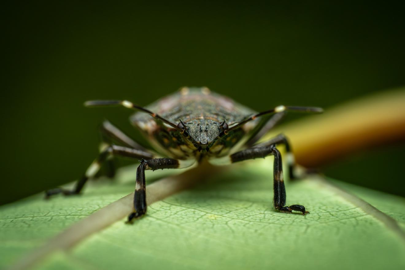 Forest Bug – No. 4