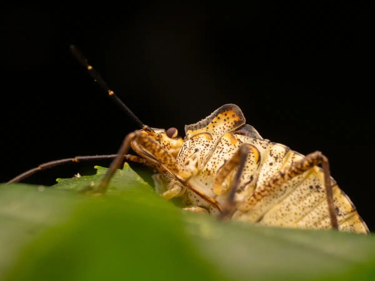 Punaise à pattes rousses