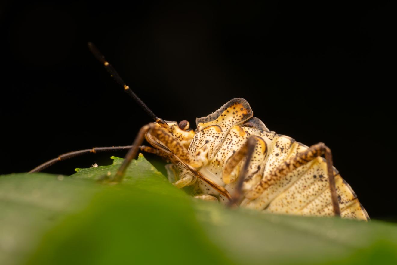 Forest Bug – No. 5