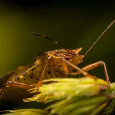 Chinche de bosque