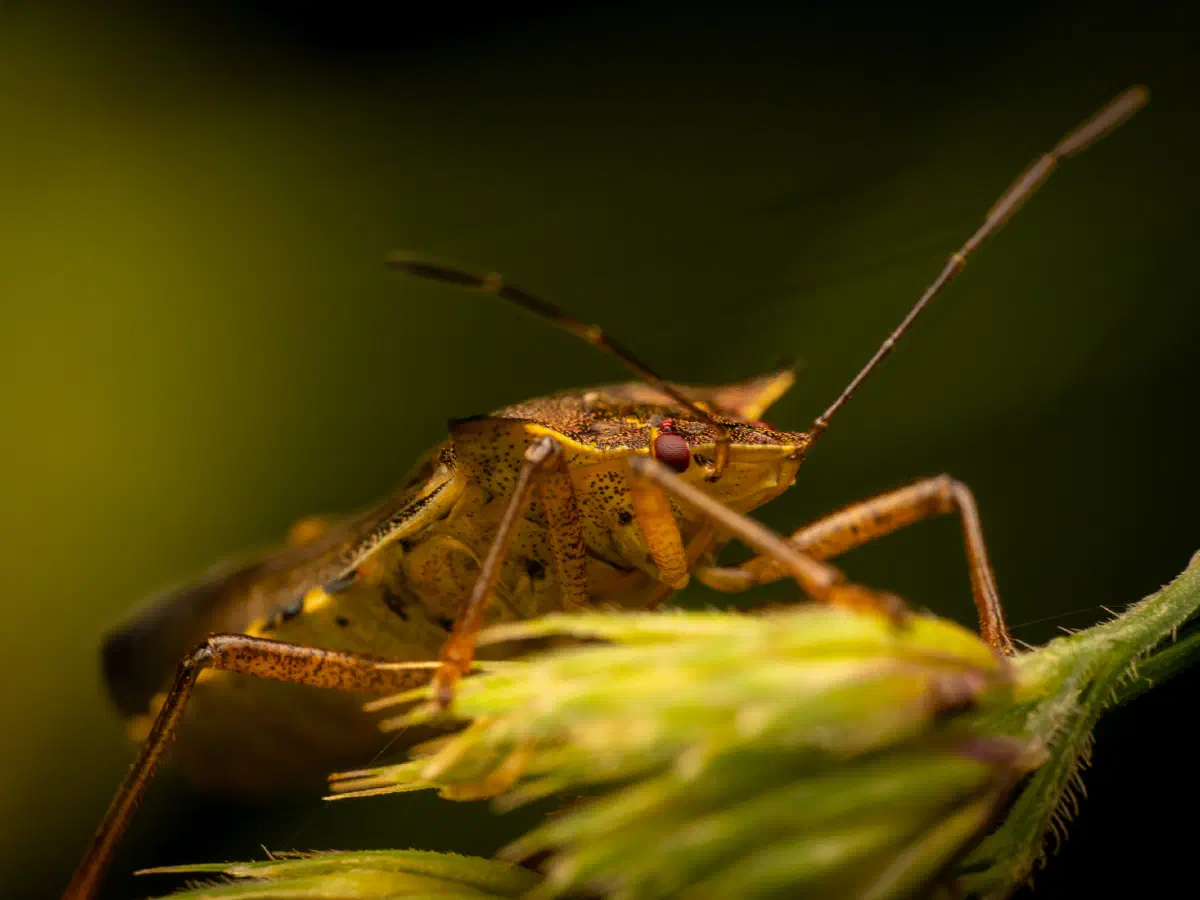 Punaise à pattes rousses