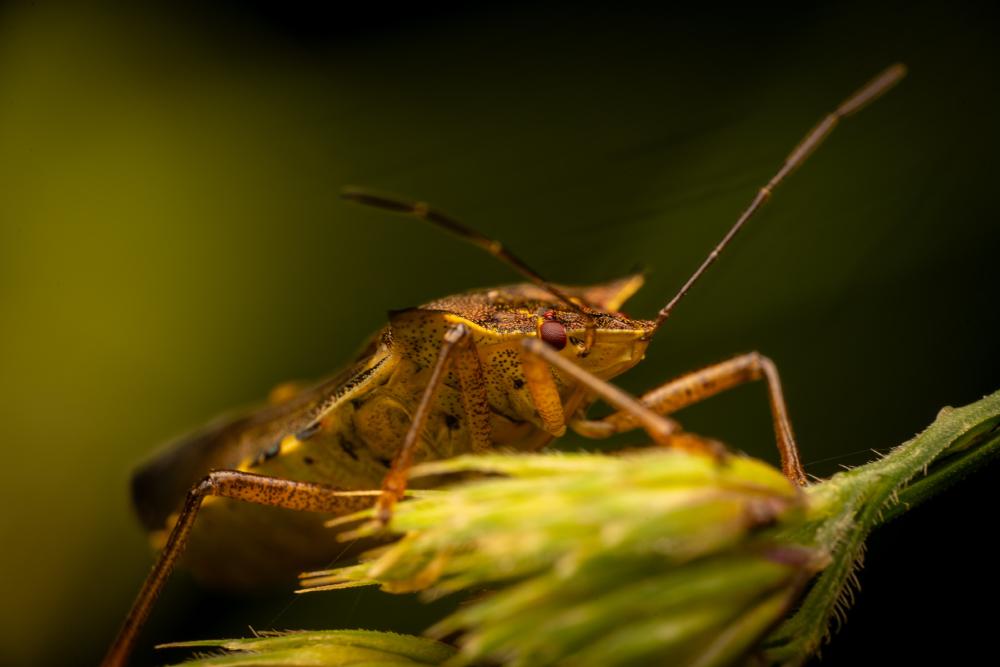April 8, 2025 – Issue No. 599
– Issue No. 599: “Forest Bug“ Forest Bug