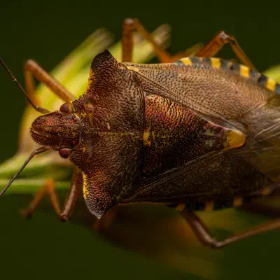 Forest Bug