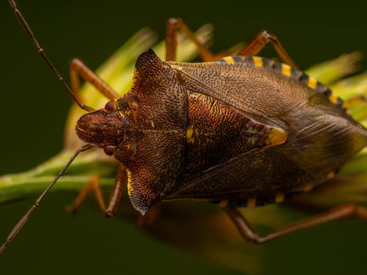Punaise à pattes rousses