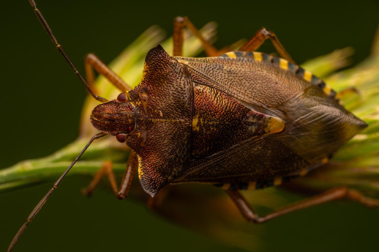 Forest Bug – No. 7