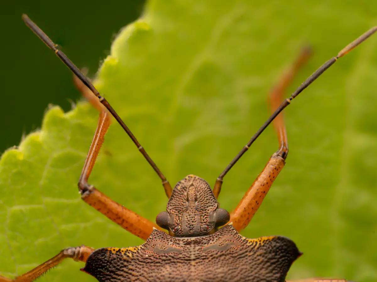 Punaise à pattes rousses