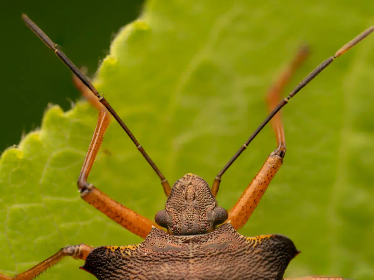 Punaise à pattes rousses