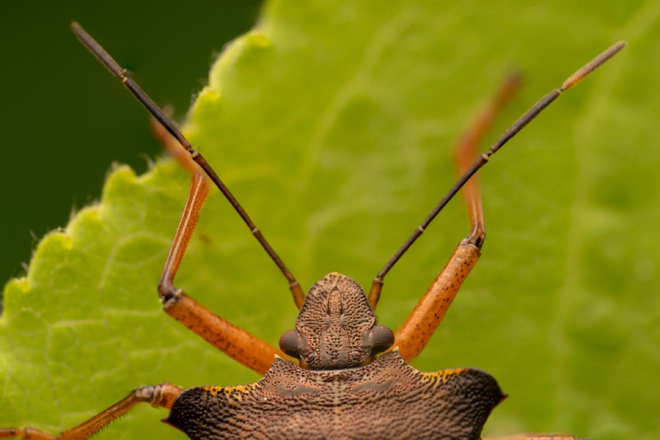 Forest Bug – No. 8