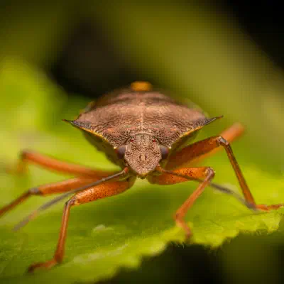 Forest Bug