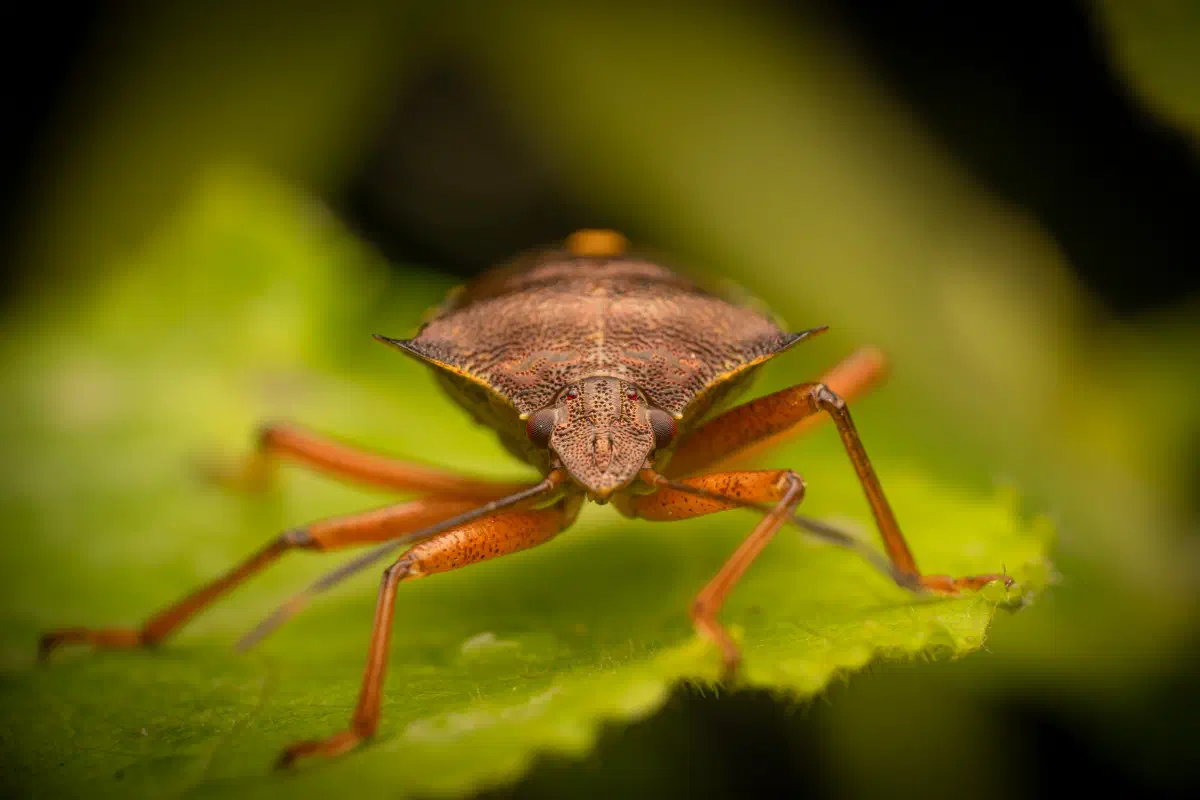 Punaise à pattes rousses