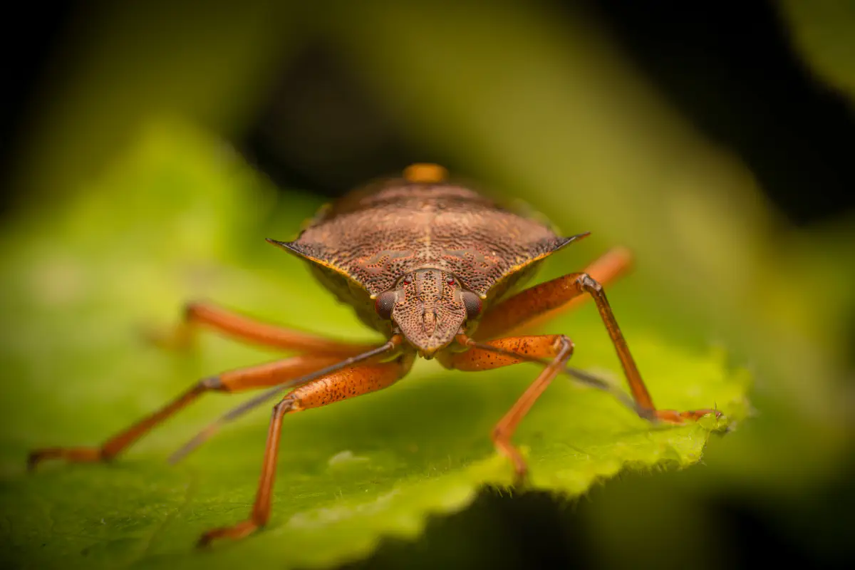Forest Bug