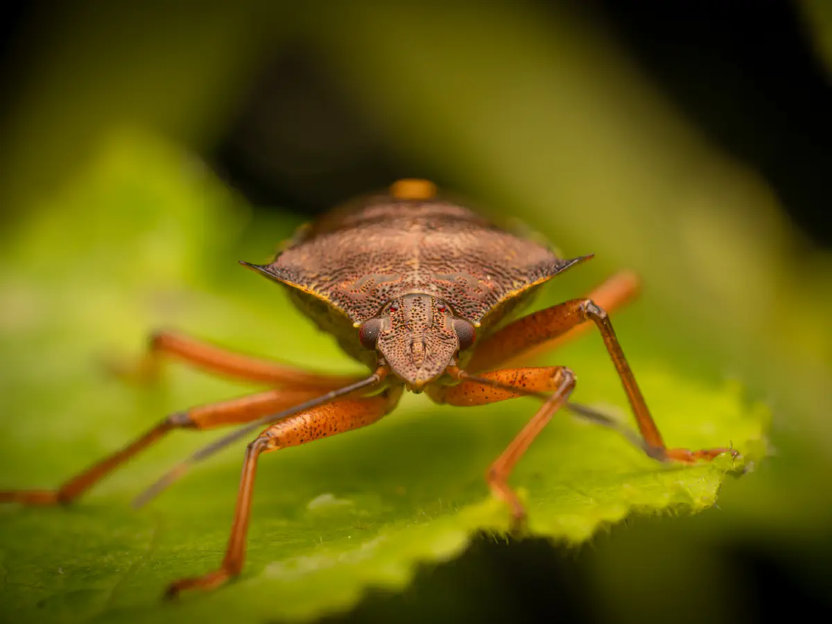 Punaise à pattes rousses