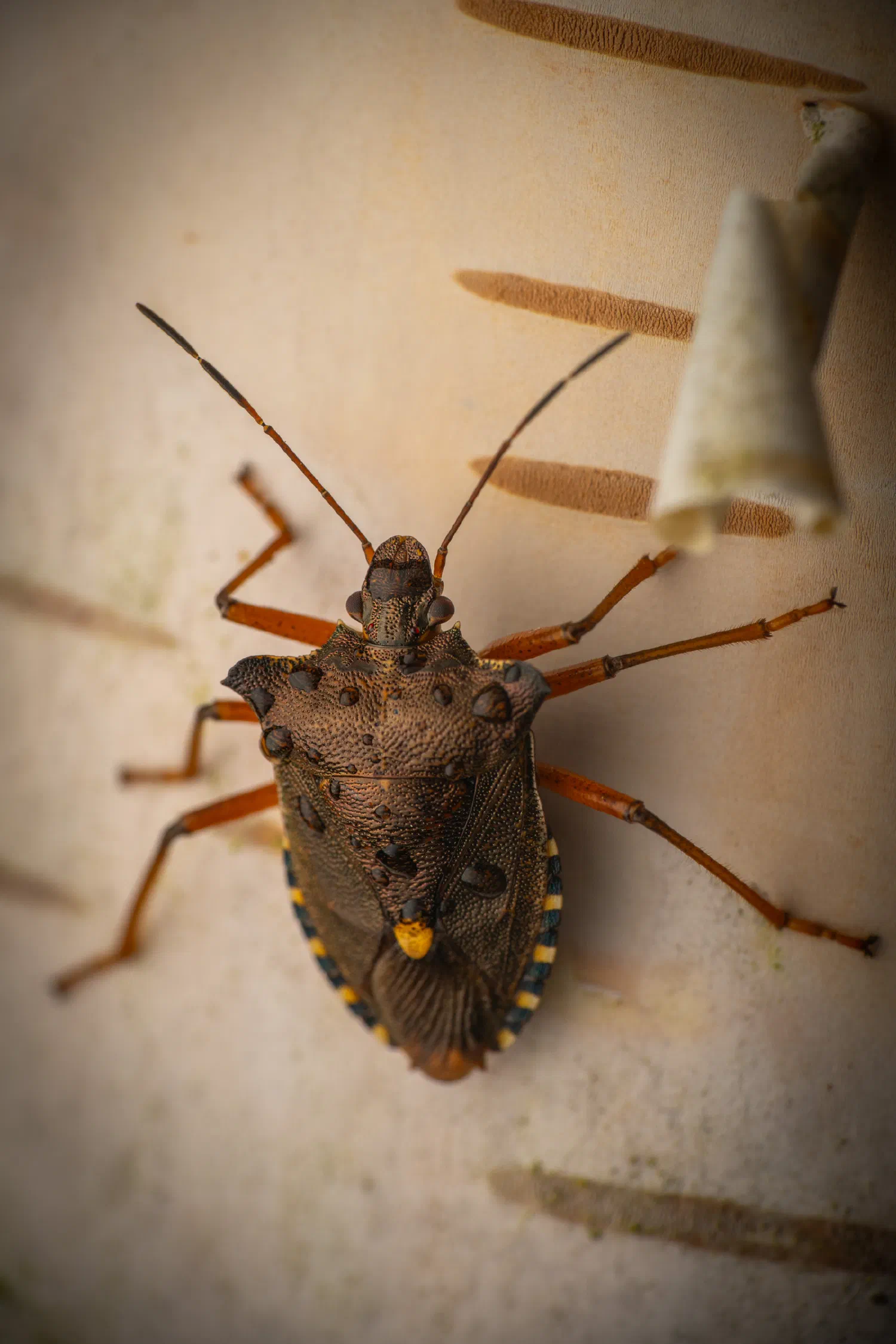Forest Bug