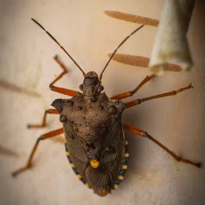 Forest Bug